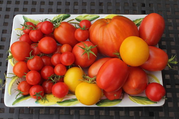 Es ist Erntezeit für die Tomaten. Ein bunter Tomatenteller ist ein Blickfang in jeder Küche.
