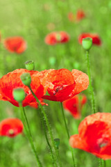 Buds of red poppies on a field