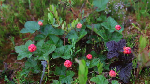Red cloudberry berries with water drops is on the marshes in North Karelia, Russia

