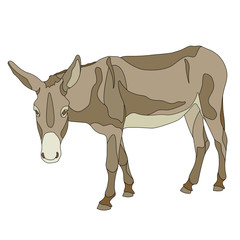 Donkey  color isolated 