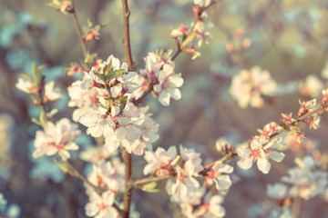
Blossoming cherry tree 
