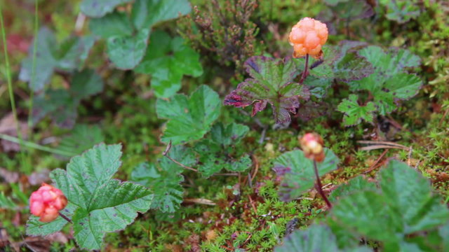 Overripe cloudberry with water drops is on the marshes in North Karelia, Russia
