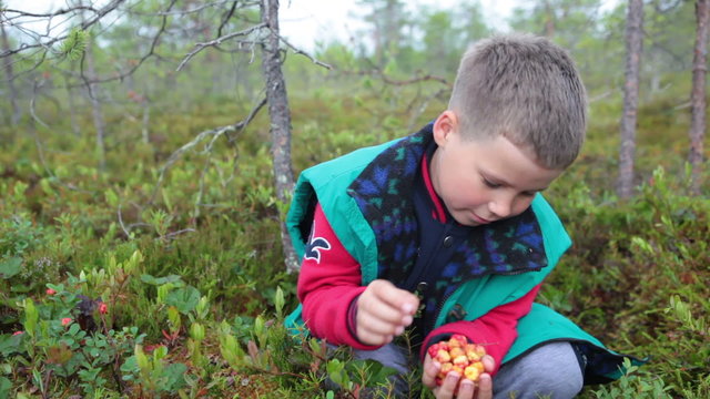 Small cute boy holding cloudberries cupped hands and eating fresh berries on the forest marsh
