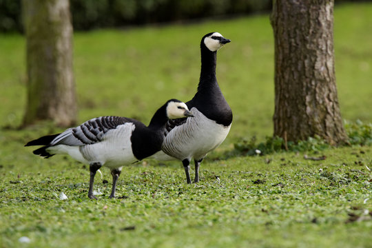 Bernacle Goose