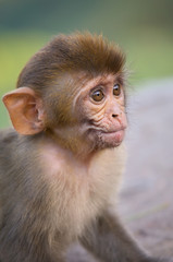Portrait of Rhesus macaque (Macaca mulatta)