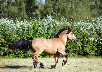 Horse runs gallop on the meadow