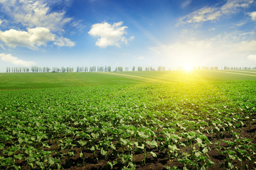field sunflower sprouts and sunrise