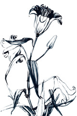 lily flower ink sketch