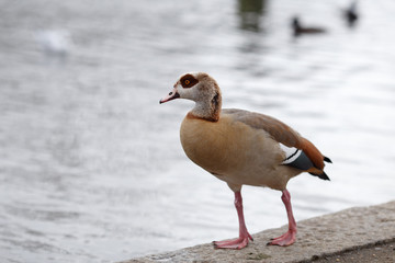 Beautiful bird near water