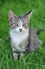nice Tabby cat sitting on green fresh grass