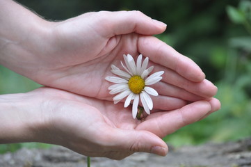 Woman's hand with a camomile