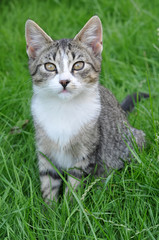 Naklejka na ściany i meble nice Tabby cat sitting on green fresh grass