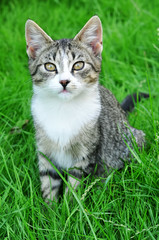 nice Tabby cat sitting on green fresh grass