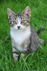 nice Tabby cat sitting on green fresh grass