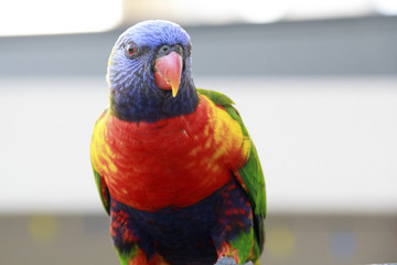 Rainbow Lorikeet