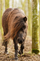 Shetty im Wald