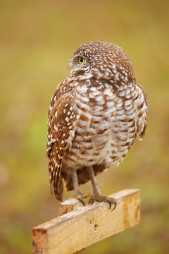 Burrowing Owl sitting on a pole