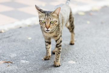 Obraz premium Cat on the street