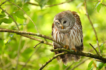 Barred owl (Strix varia) sitting on a tree