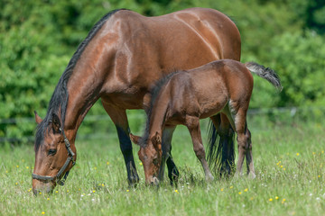 Fototapeta premium braunes Mutter und Kind Paar grast synchron im Grünen