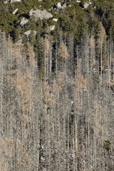 Fototapeta premium Graphic pines texture