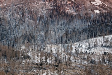 Graphic snowed pines texture