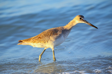 Willet (Tringa semipalmata)
