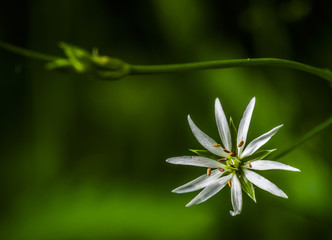 Chlorophytum flower