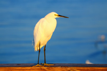 Snowy egret (Egretta thula)
