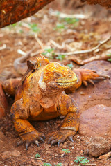 Galapagos Land Iguana on North Seymour island, Galapagos Nationa