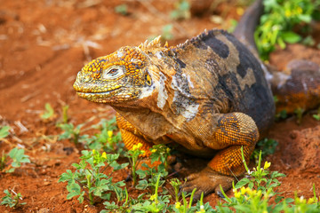 Galapagos Land Iguana on North Seymour island, Galapagos Nationa