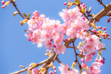 サクラ（河津桜）