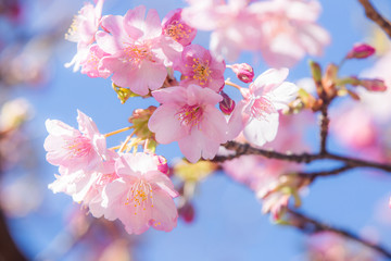 サクラ（河津桜）