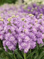 Obraz premium ストックの花