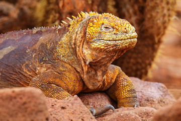 Galapagos Land Iguana on North Seymour island, Galapagos Nationa