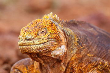Galapagos Land Iguana on North Seymour island, Galapagos Nationa