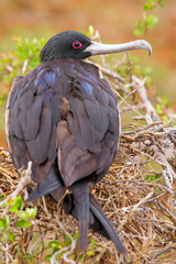 Female Magnificent Frigatebird on North Seymour Island, Galapago