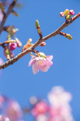 サクラ（河津桜）