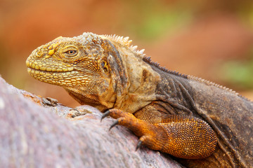 Galapagos Land Iguana lying on a tree trunk on North Seymour isl