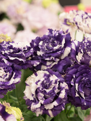 トルコギキョウ