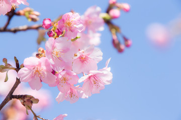 サクラ（河津桜）