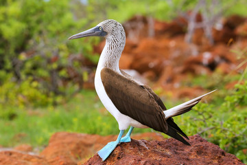 Blue-footed Booby on North Seymour Island, Galapagos National Pa
