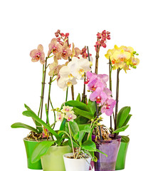 Naklejka na ściany i meble Many branch orchid flowers with buds, green leaves, vase, flowerpot, Orchidaceae, Phalaenopsis known as the Moth Orchid, abbreviated Phal.