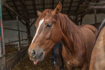 Fototapeta premium Pferd steckt die Zunge heraus, bäh!