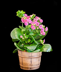 Naklejka na ściany i meble Pink Calandiva flowers, Kalanchoe, family Crassulaceae, close up