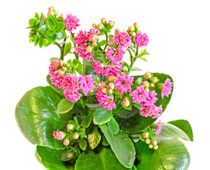 Pink Calandiva flowers, Kalanchoe, family Crassulaceae, close up