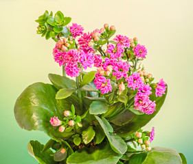 Naklejka na ściany i meble Pink Calandiva flowers, Kalanchoe, family Crassulaceae, close up