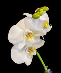 White branch orchid flowers with buds, Orchidaceae, Phalaenopsis known as the Moth Orchid, abbreviated Phal.