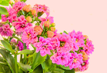 Fototapeta na wymiar Pink Calandiva flowers, Kalanchoe, family Crassulaceae, close up