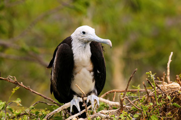 Baby Magnificent Frigatebird sitting on a tree on North Seymour